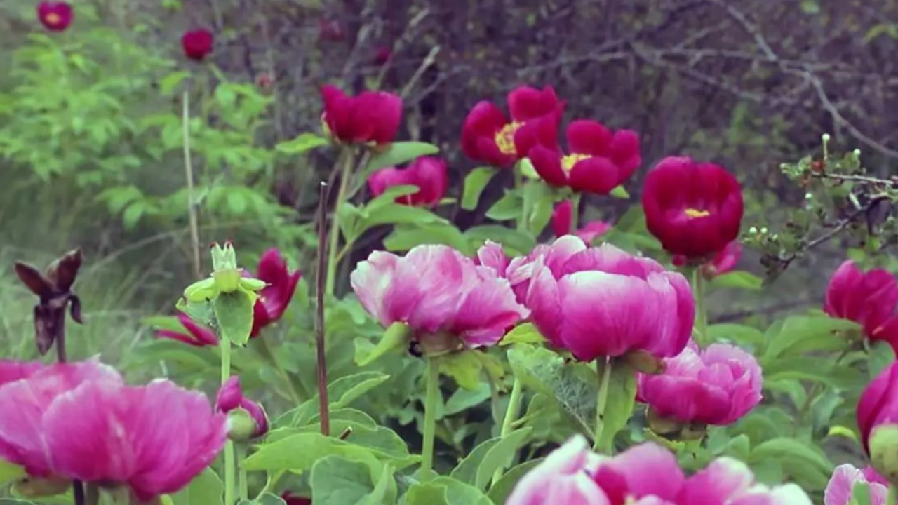 Baharın en güzel hali: Çubuk’ta Şakayık coşkusu