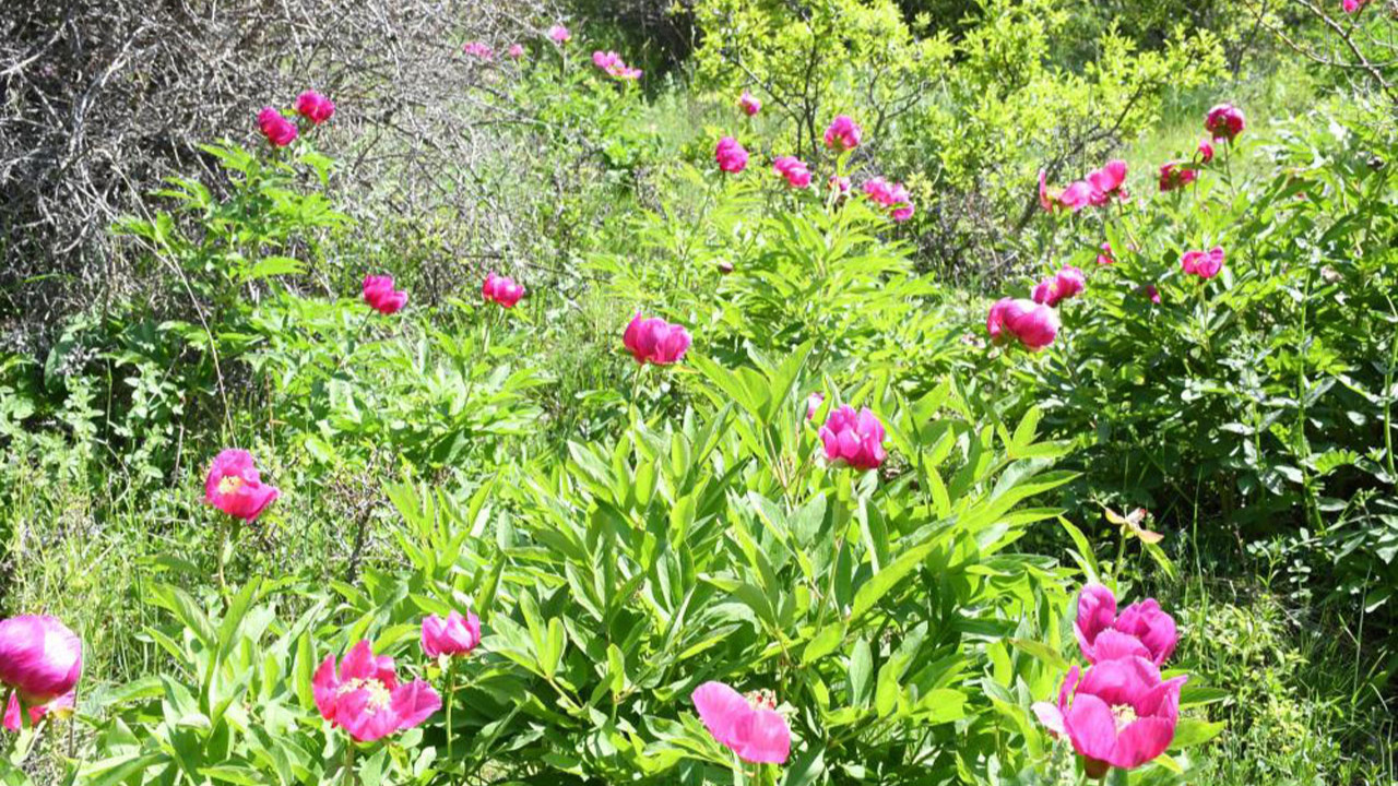 Yozgat'ta endemik Cehrilik Lalesi koparana 557 bin lira ceza