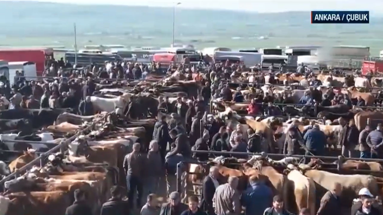 Çubuk Belediyesi Canlı Hayvan Pazarı, Kurban Bayramı’na hazır! Yoğunluk ulusal basında