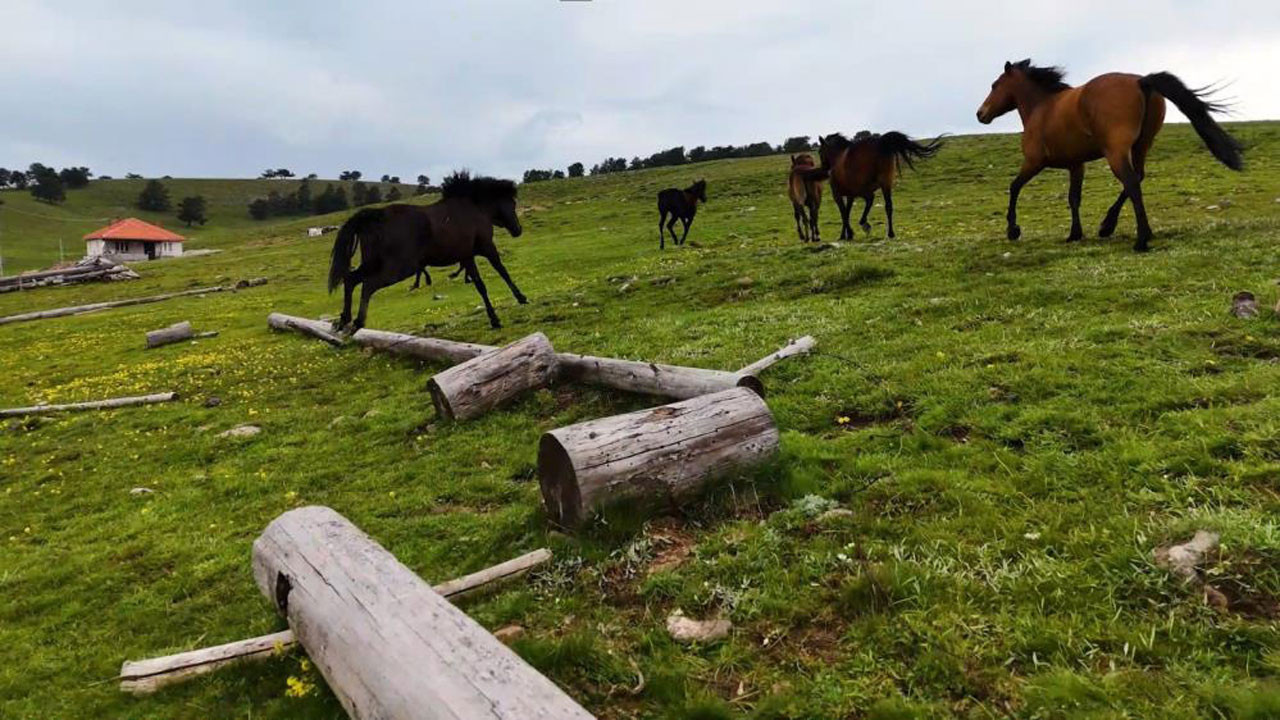 Kızılcahamam yaylalarının asi ruhlu yılkı atları, yok olma tehlikesiyle karşı karşıya