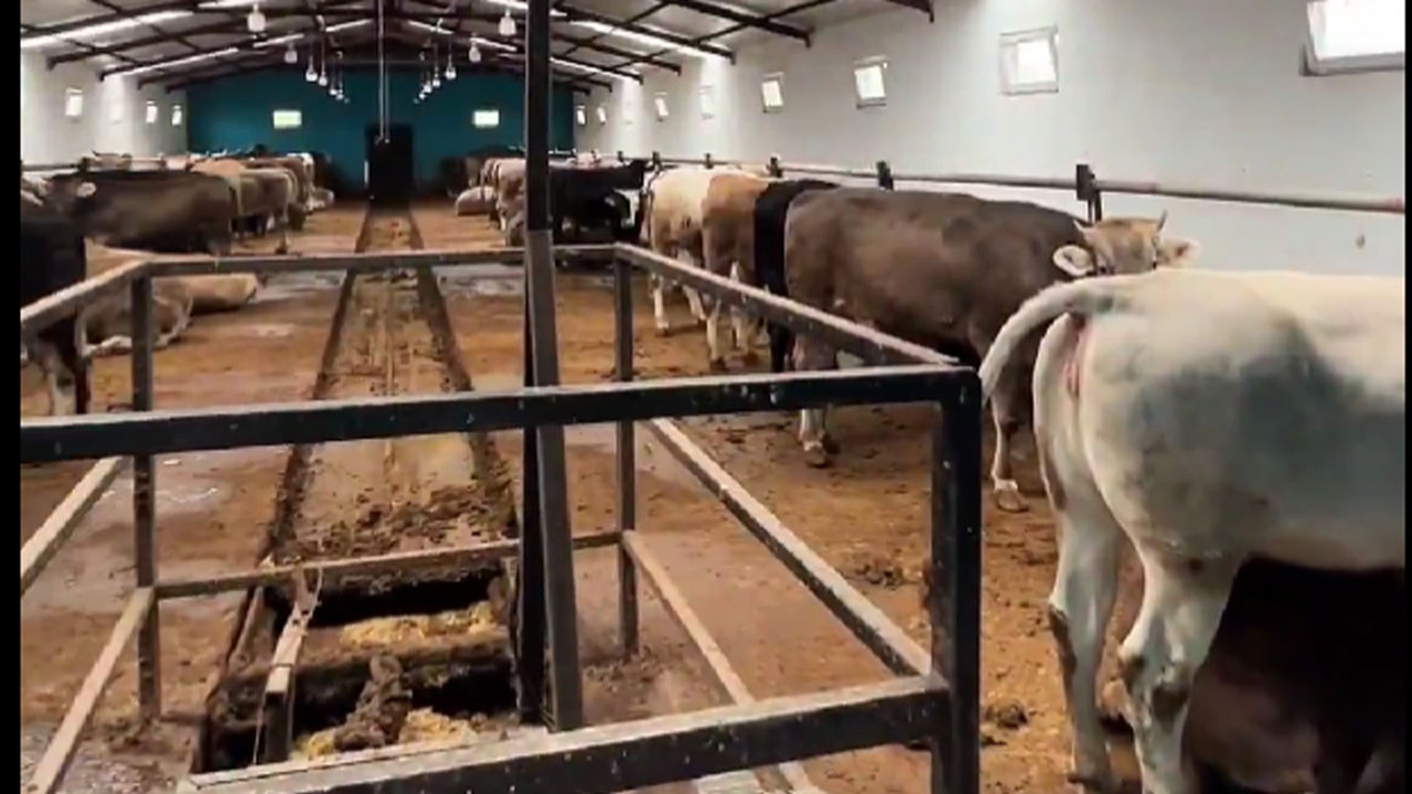 Çubuk'ta ahır ve çiftliklerde hijyen denetimleri başladı