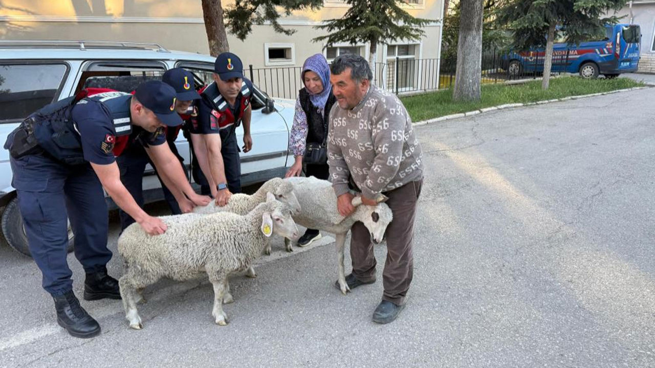 Polatlı’da koyun hırsızı yakalandı