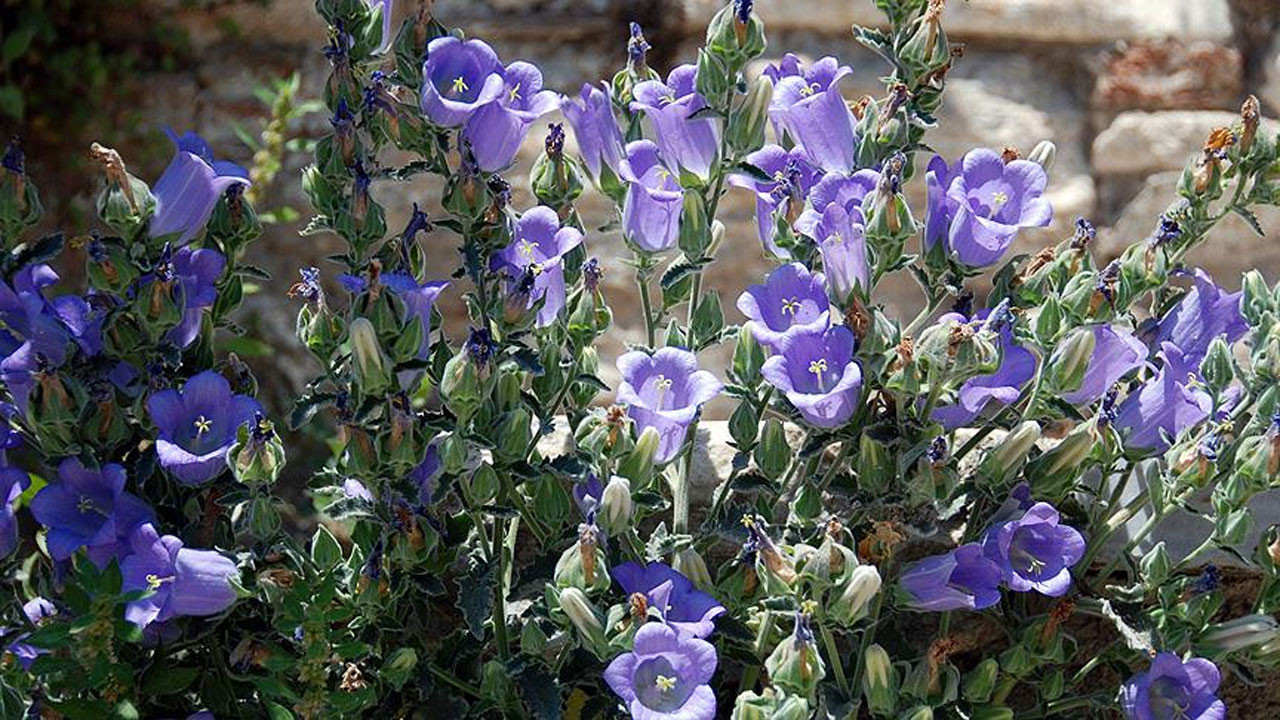 Dünyada sadece Türkiye'de yetişiyor! Tüylü Çan Çiçeği koparmanın cezası ne kadar?