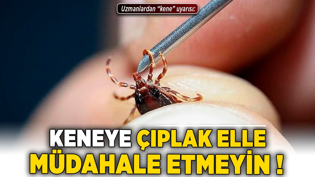 Uzmanlardan "kene" uyarısı: Keneye çıplak elle müdahale etmeyin!