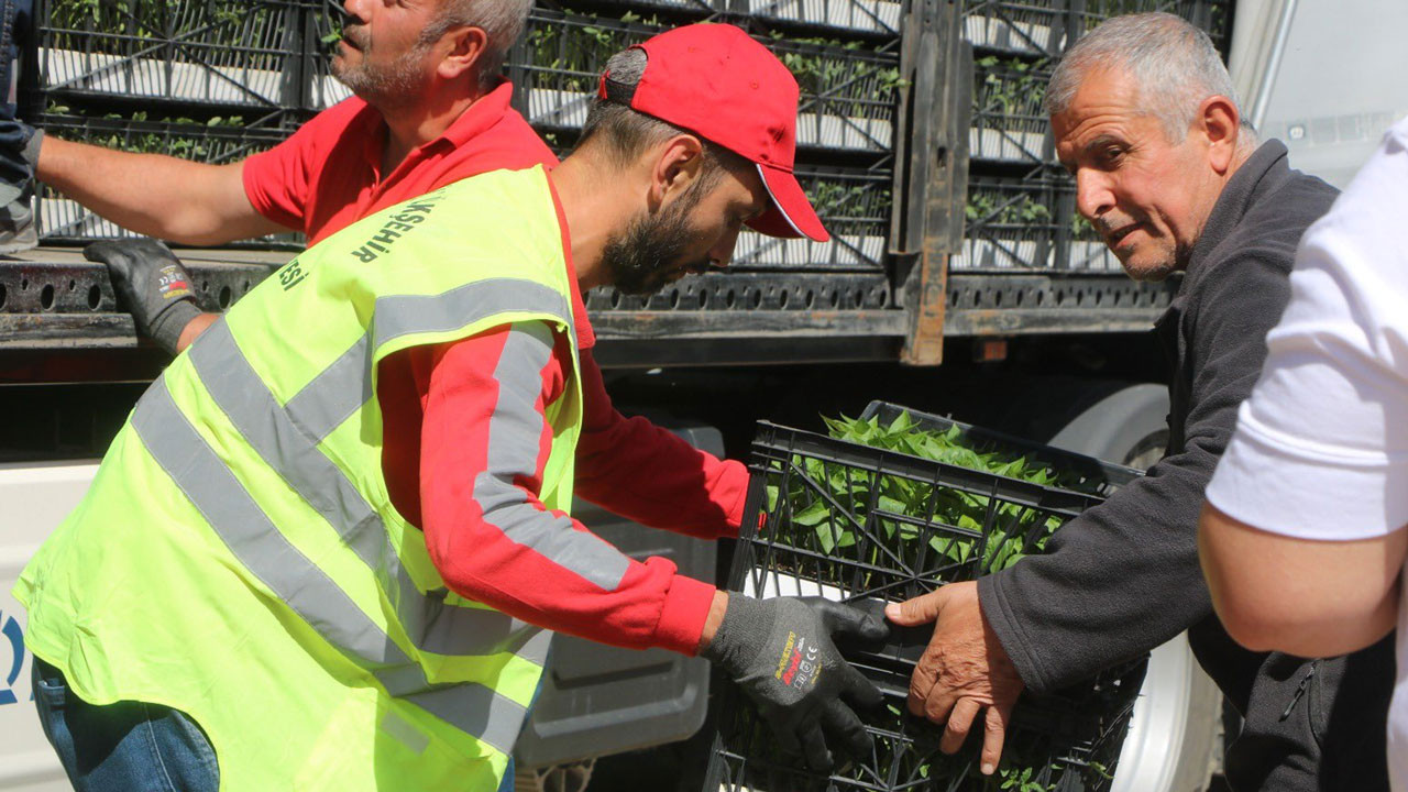 Elmadağ’da üreticiye büyük destek: 248 bin fide dağıtıldı