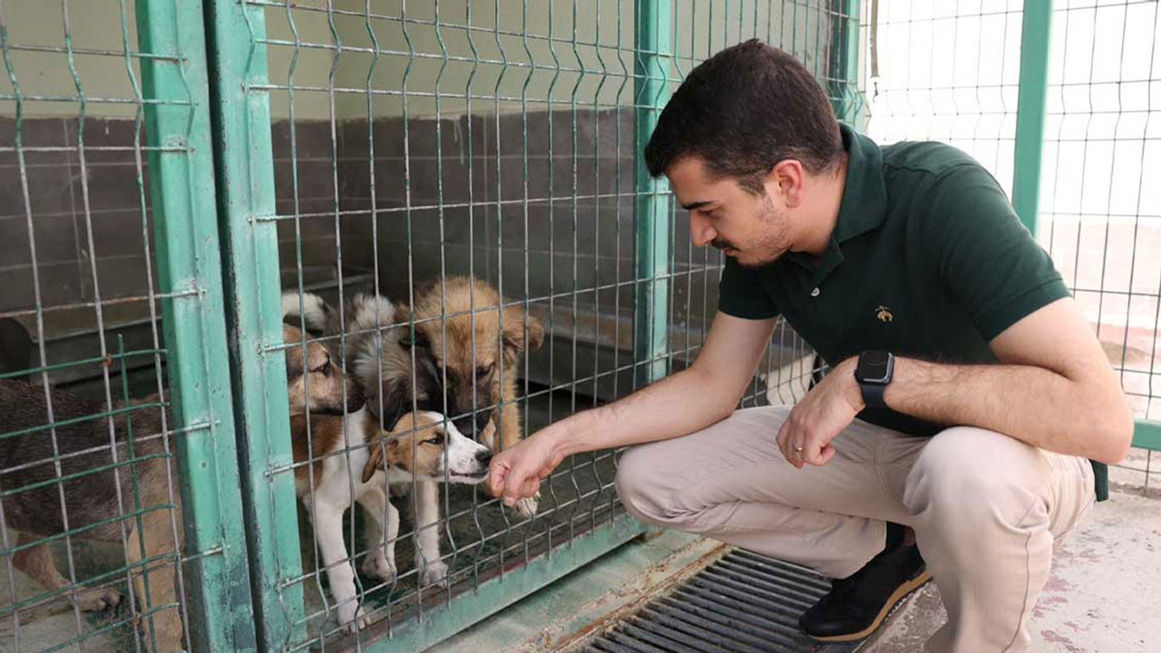Başkan Güner, sokak hayvanları polemiğine son noktayı koydu! “Ne katliam ne sessizlik"