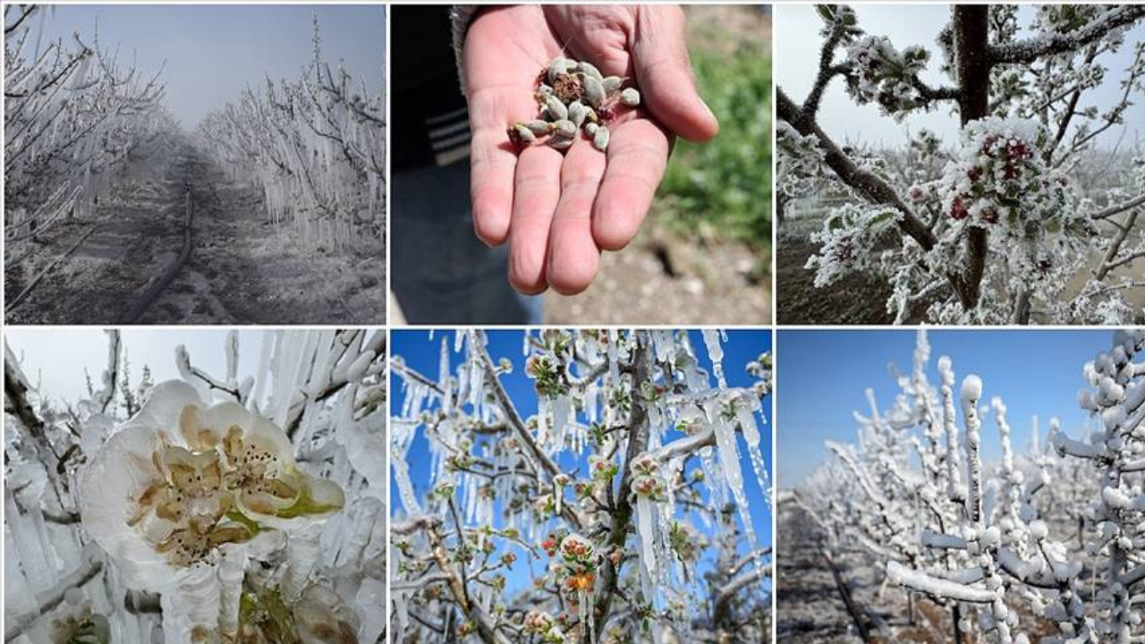 Mansur Yavaş duyurdu! ABB çiftçiye destek için harekete geçti