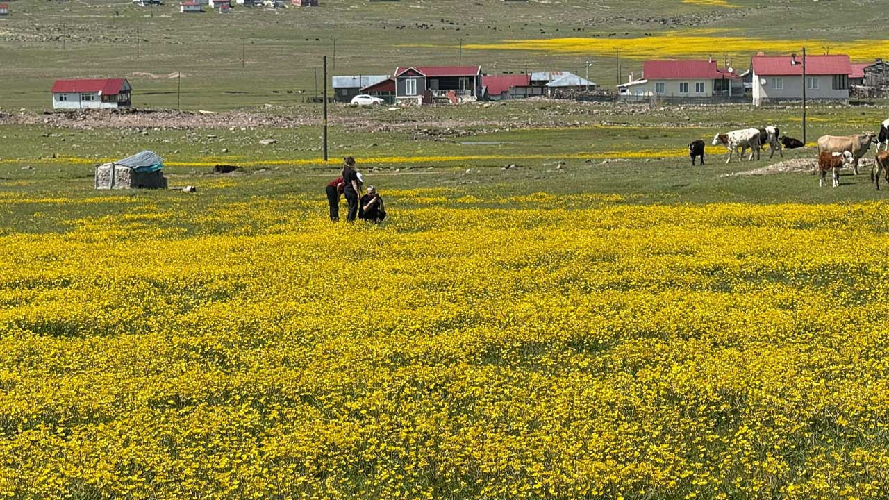Ankara Çamlıdere'de Benli Yaylası’na göç başladı! Doğayla iç içe bir yaşam başlıyor