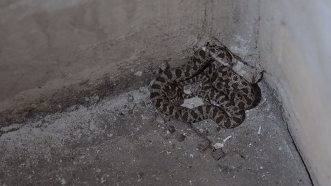 Yenimahalle'de apartman bodrumunda yılan paniği