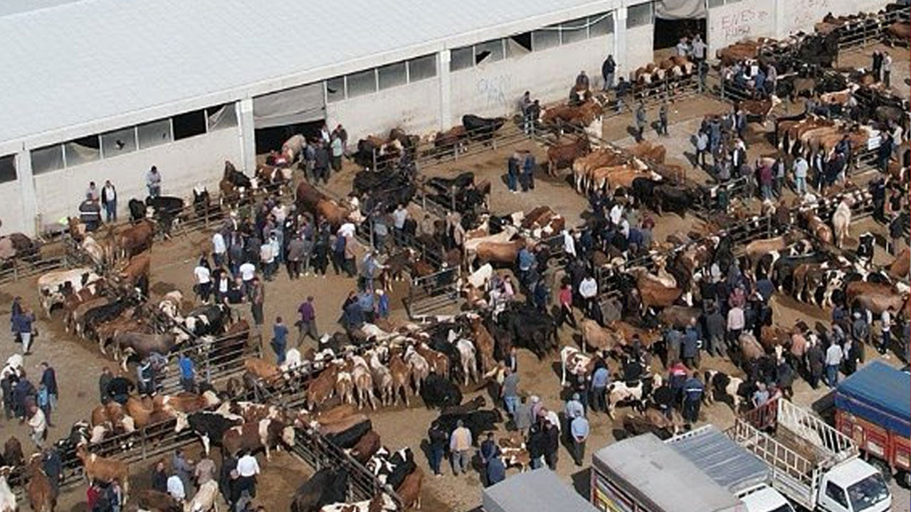 Ankara Çubuk’ta Canlı Hayvan Pazarı kapılarını açtı! Kurban kesim fiyatları belli oldu