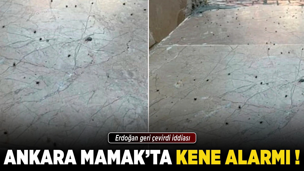 Ankara Mamak’ta kene alarmı! Vatandaşlar çözüm bekliyor