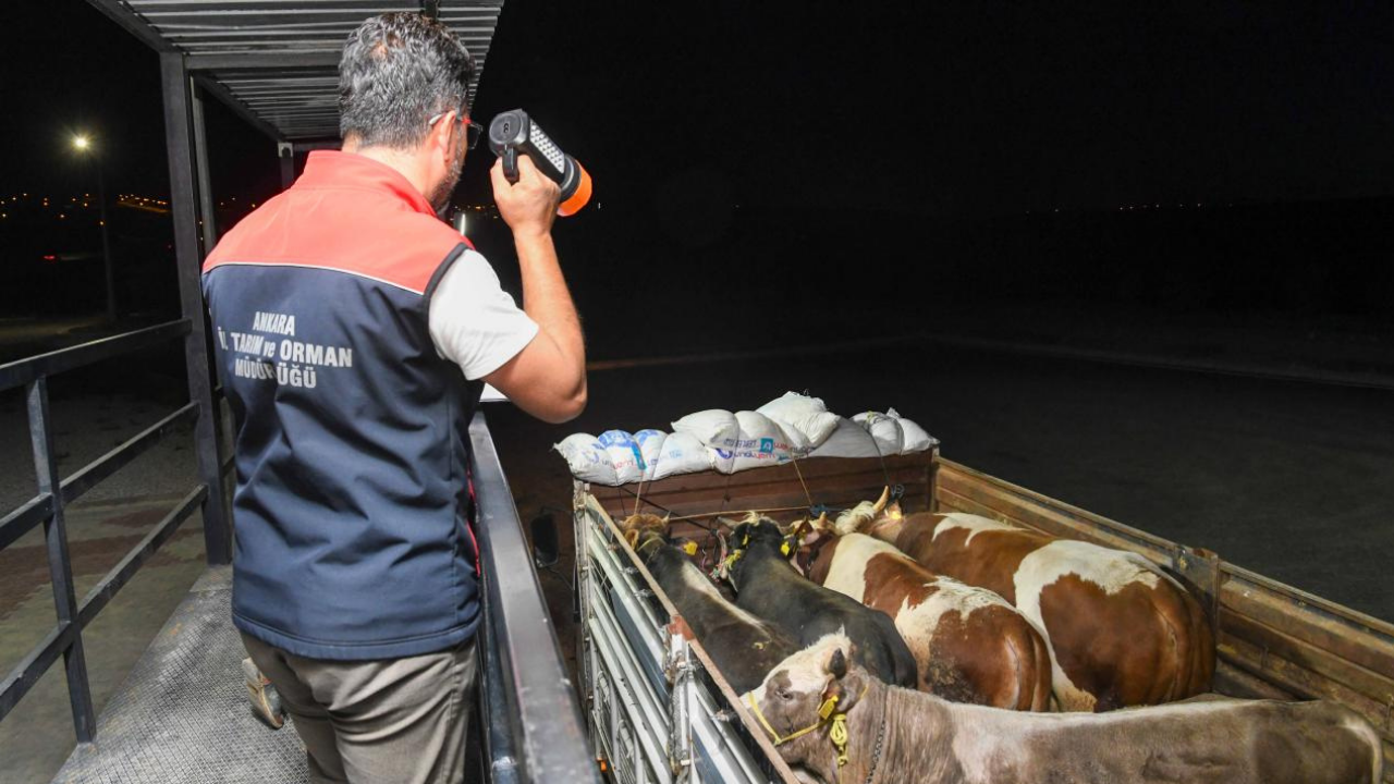 Kurban Bayramı öncesi Ankara'da hayvan sevkiyatına sıkı denetim