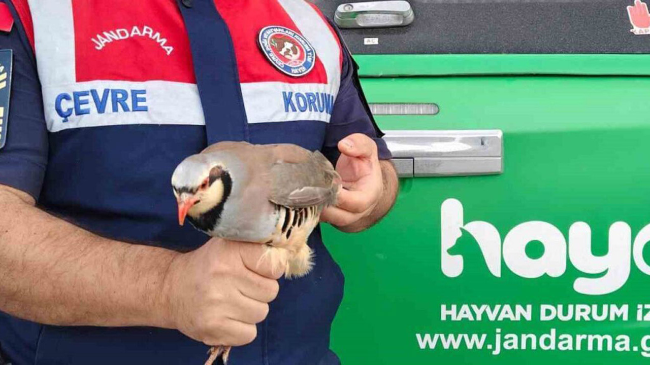 Yozgat Jandarması kınalı kekliği koruma altına aldı