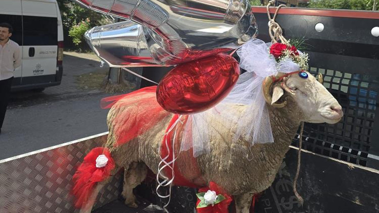 Beypazarı'nda bayram geleneği: Gelin adayına koç hediye ediliyor