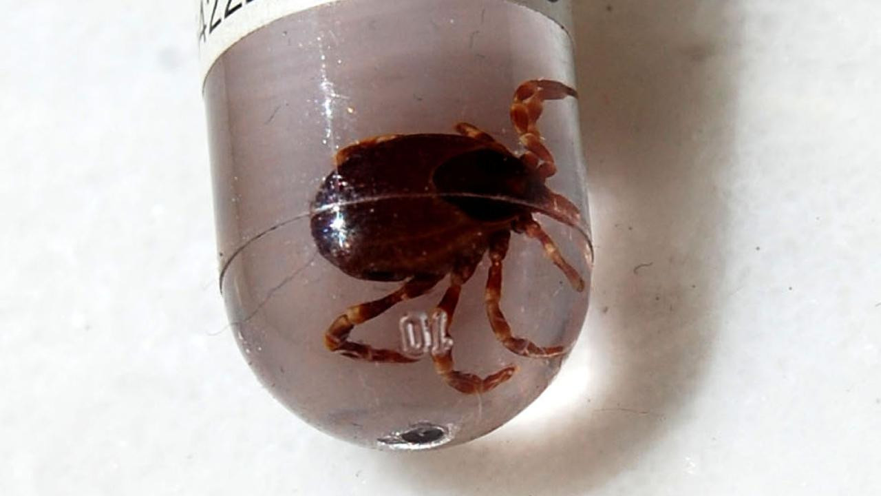 Sağlık Bakanlığından KKKA uyarısı: Kene temasına dikkat!