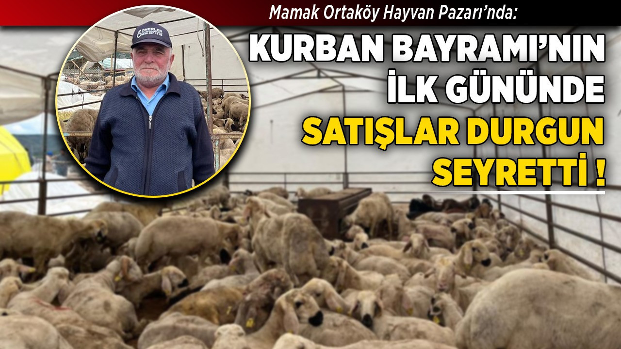 Mamak Ortaköy Hayvan Pazarı'nda durgunluk! İlk gün satışları beklentiyi karşılamadı
