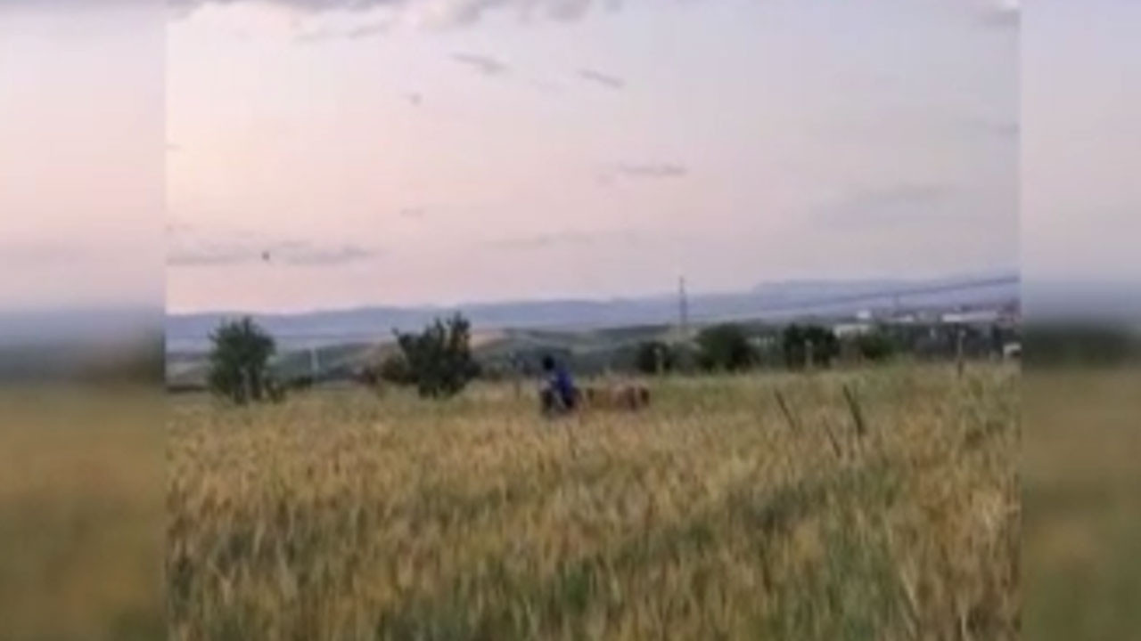 Kaçan kurbanlıkları yakalayıp sahiplerine teslim etti