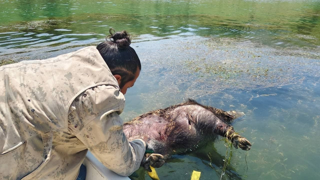 Yozgat'ta ölü domuz bulundu