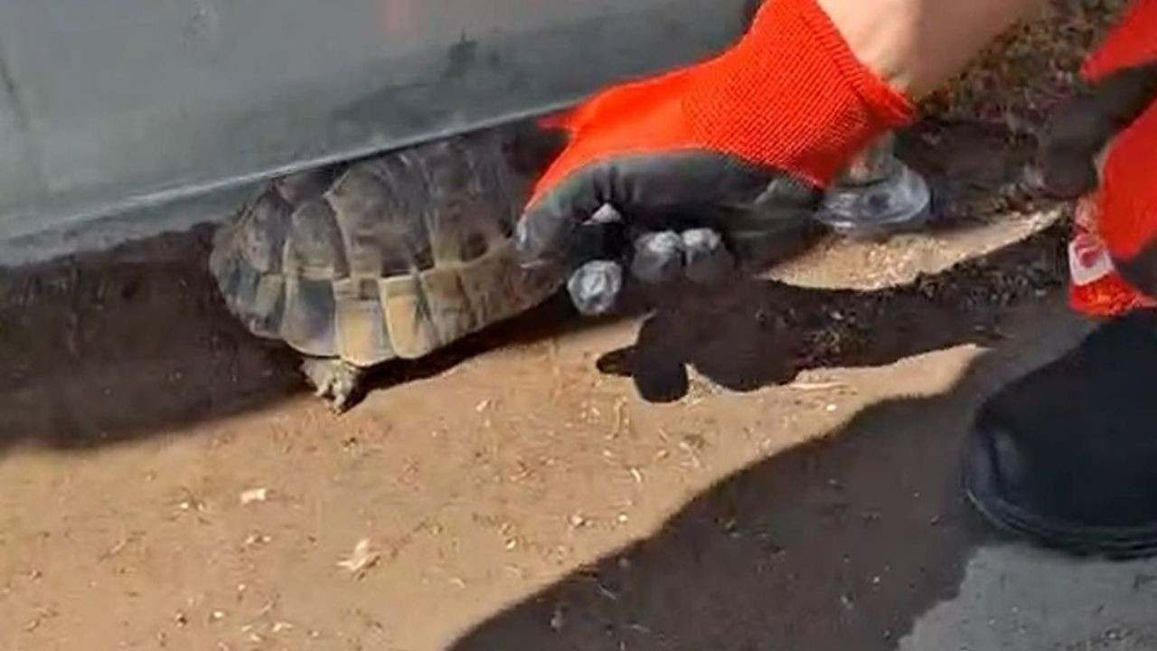 Kırıkkale'de kaplumbağanın imdadına itfaiye ekipleri yetişti