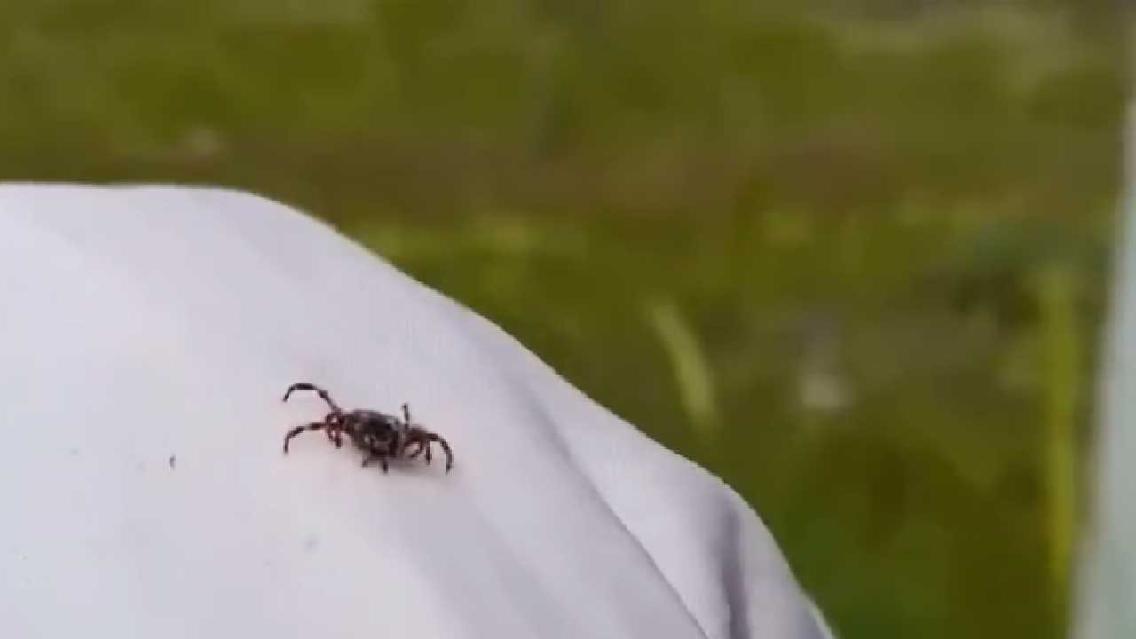 Ankara’da kene paniği sürüyor! Kızılcahamam'da vatandaştan önlem çağrısı