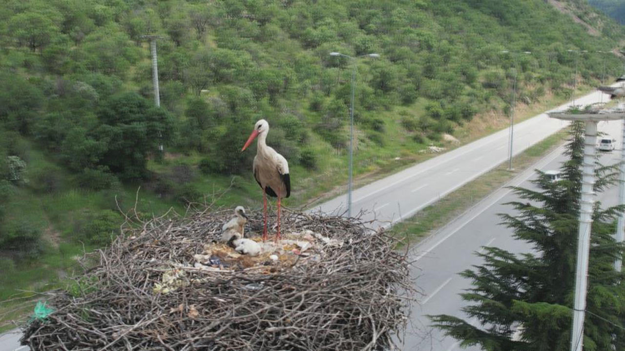 Kızılcahamam Leylek Otel’deki yavrular, dünyaya gözlerini açtı
