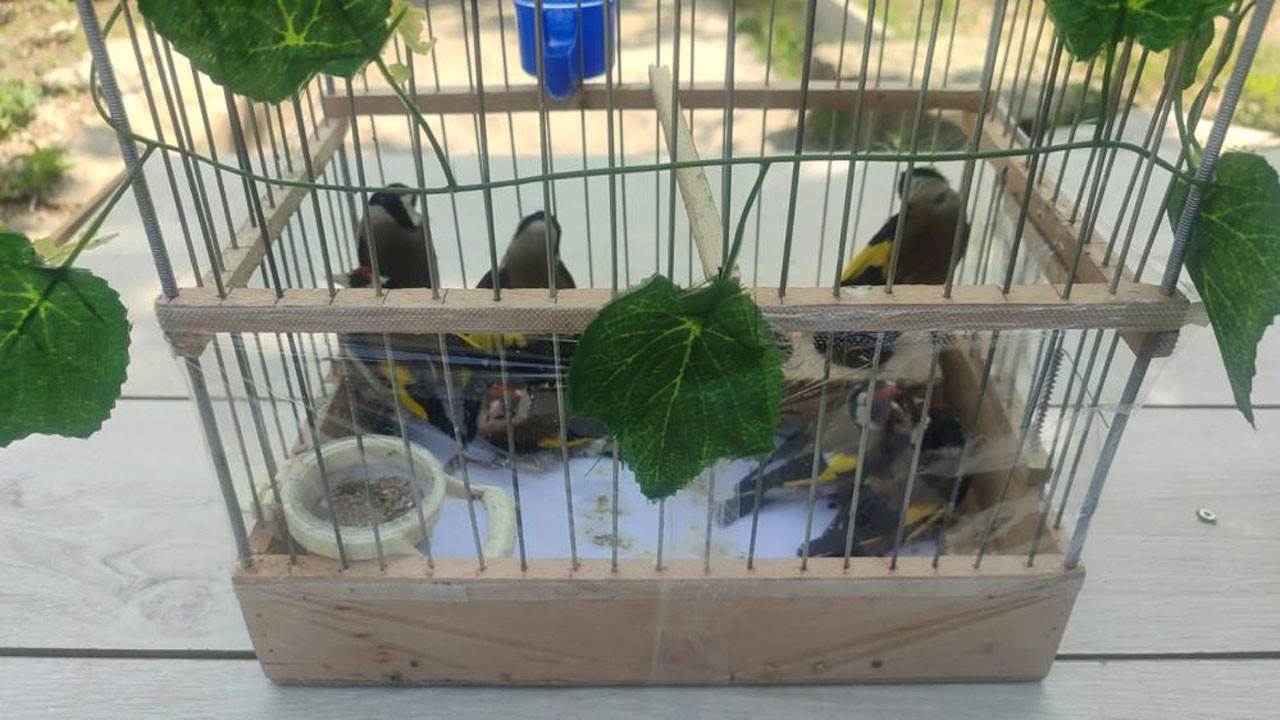 Kırşehir’de koruma altındaki “Saka” kuşlarını satan kişilere adli işlem yapıldı