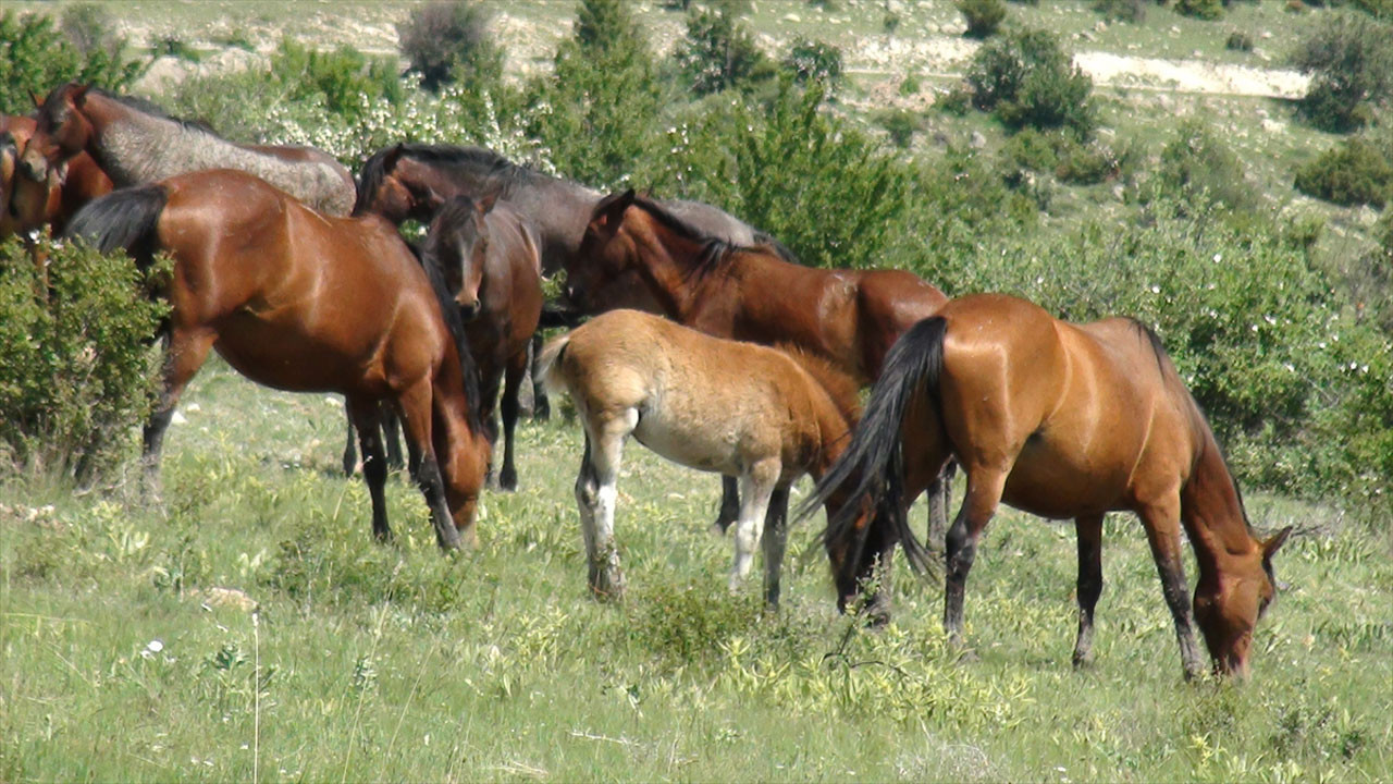 Beypazarı'nda yılkı atları görüntülendi