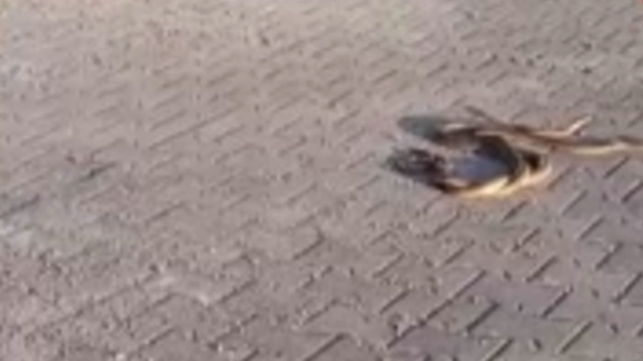 Karşıyaka Mezarlığı’nda yılan paniği!