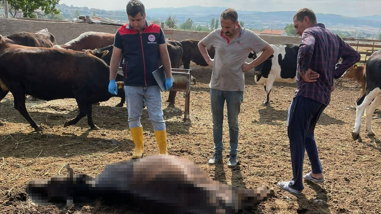 Kırıkkale'de düşen yıldırım nedeniyle 6 büyükbaş hayvan öldü