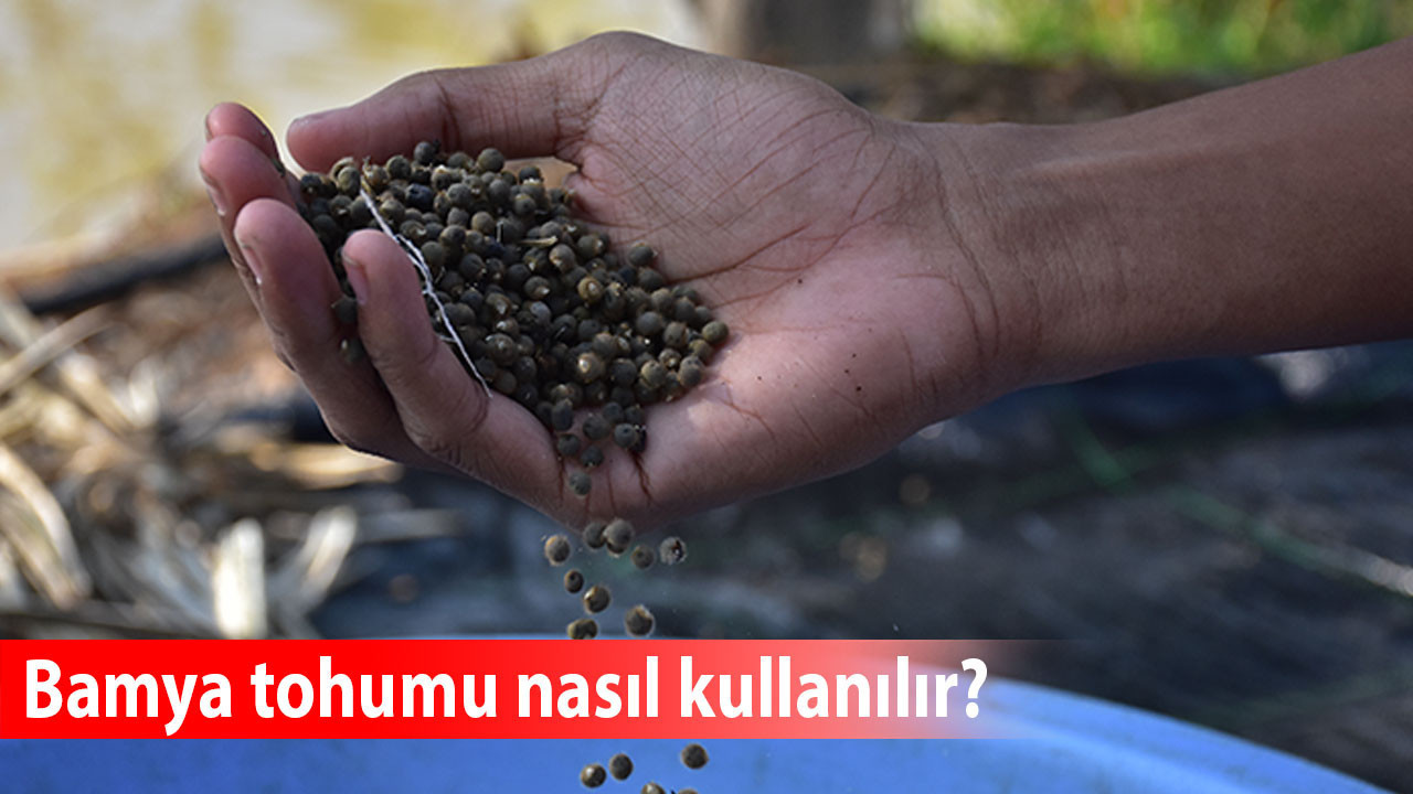Bamya tohumu nasıl kullanılır? En faydalı tüketim yöntemi ne? Kaç gün yenmeli?