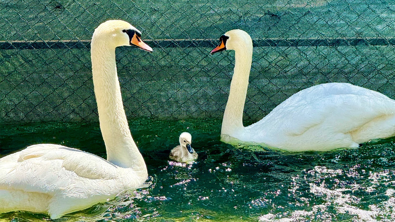 Ankara'da 15 yıl sonra bir ilk: Beyaz mucize doğdu