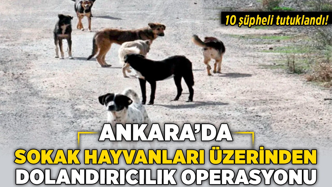 Ankara’da sokak hayvanları üzerinden dolandırıcılık operasyonu: 10 şüpheli tutuklandı!