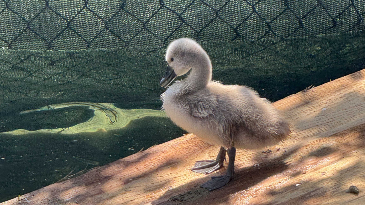 Kuğulu Park’ın yeni gözdesinin adı belli oldu