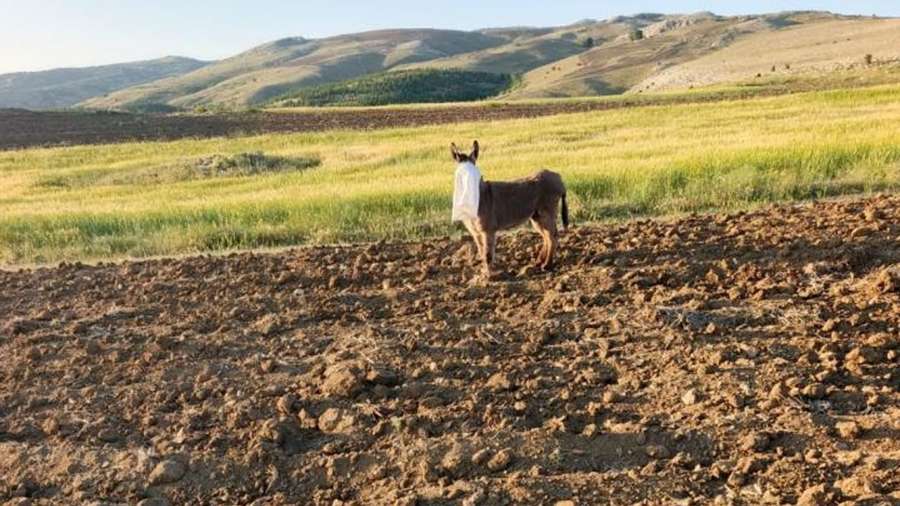 Elmadağ’da vahşet! Ayakları bağlı ve kafasına çuval geçirilmiş eşek kurtarıldı
