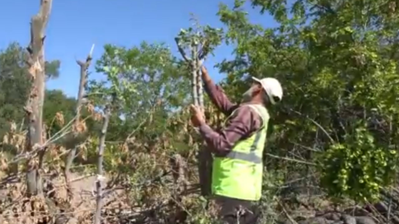 Beypazarı’nda menengiç ve sakız ağaçlarına aşılama çalışması yapıldı