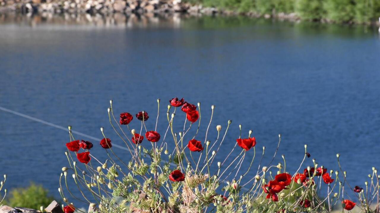 Yozgat’ta gelincikler doğayı kırmızıya boyadı, fotoğraf tutkunları fırsatı kaçırmadı
