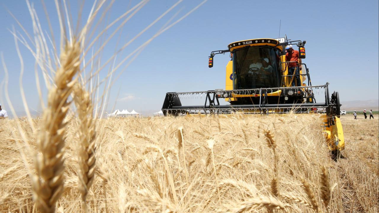 Çubuk'ta hububat hasadı için geri sayım başladı