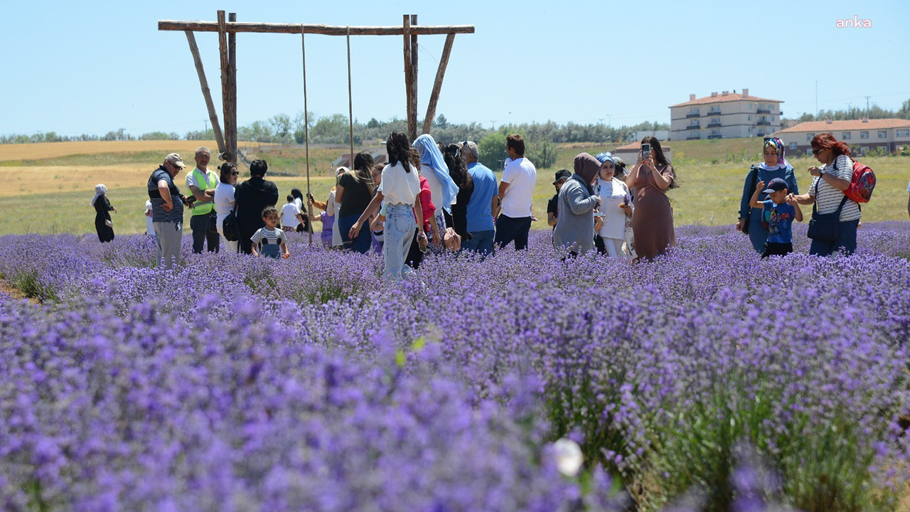 Kırşehir’de 5. Lavanta Şöleni’ne davet: Koku Vadisi’nde buluşma