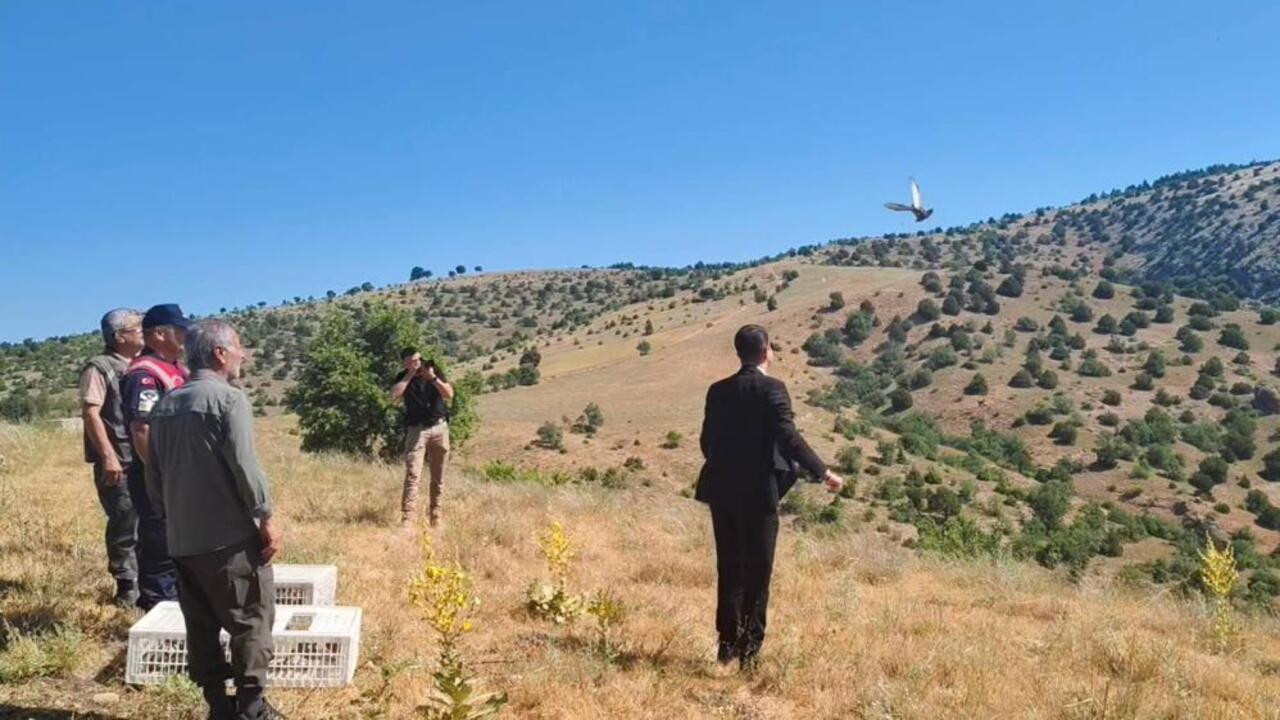 Yozgat Aydıncık’ta 225 adet keklik, özgürlüğüne kavuştu