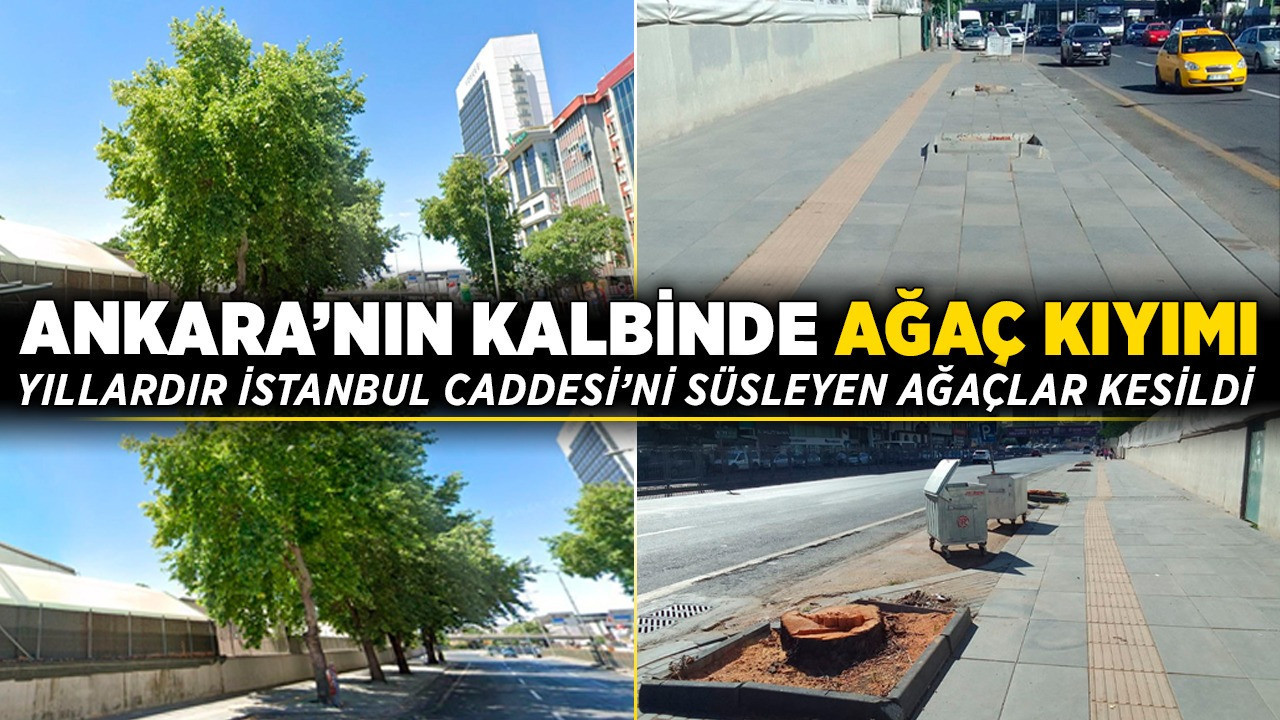 Ankara'nın kalbinde ağaç kıyımı: Yıllardır İstanbul Caddesi’ni süsleyen ağaçlar kesildi