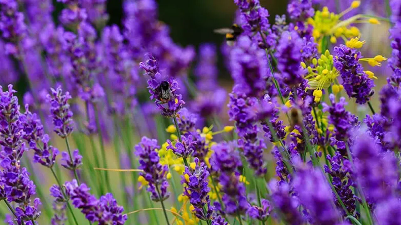 Ankara’da lavanta kokulu festival: Nallıhan’da hasat şenliği başlıyor