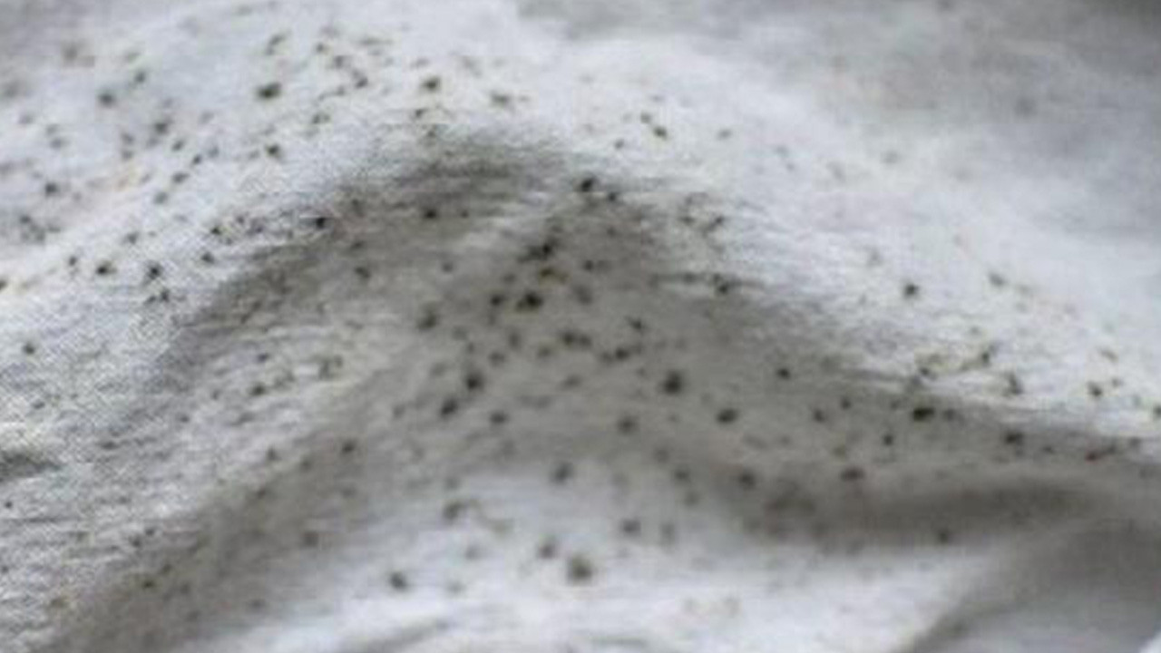 Beyaz çamaşırdaki küf lekesi nasıl çıkarılır, küf hangi deterjanla temizlenir, küf neden oluşur?