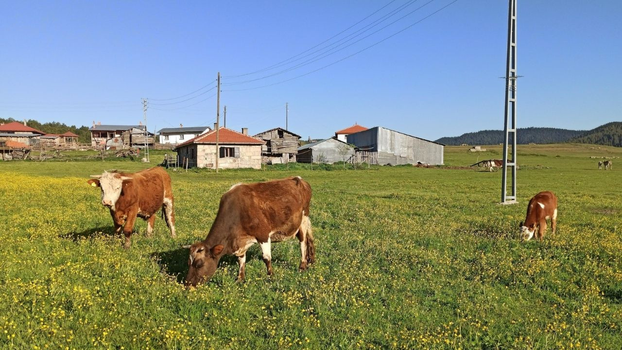 Ankara'da hayvan pazarları kapatıldı!
