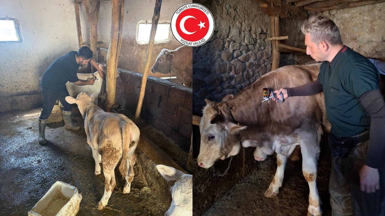 Yozgat’ta şap aşı kampanyası tüm hızıyla sürüyor