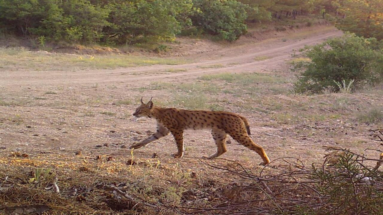 Bozkırın ev sahipleri: Kırıkkale’de yaban hayatının izlerine yakın takip