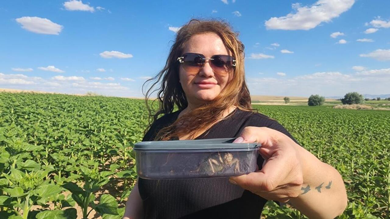 Kırşehir’de nadide bir bitki olan 'yamyam tombul çekirge' görüldü