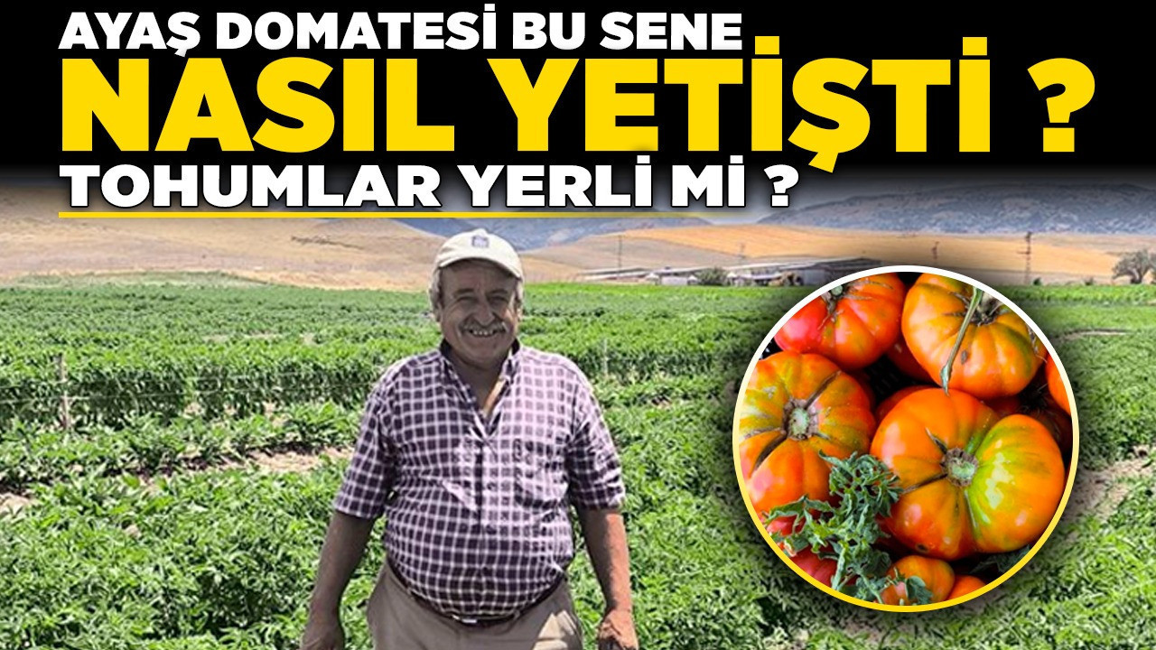 Uzmanı açıkladı! Ayaş domatesi bu sene nasıl yetişti? Tohumlar yerli mi?