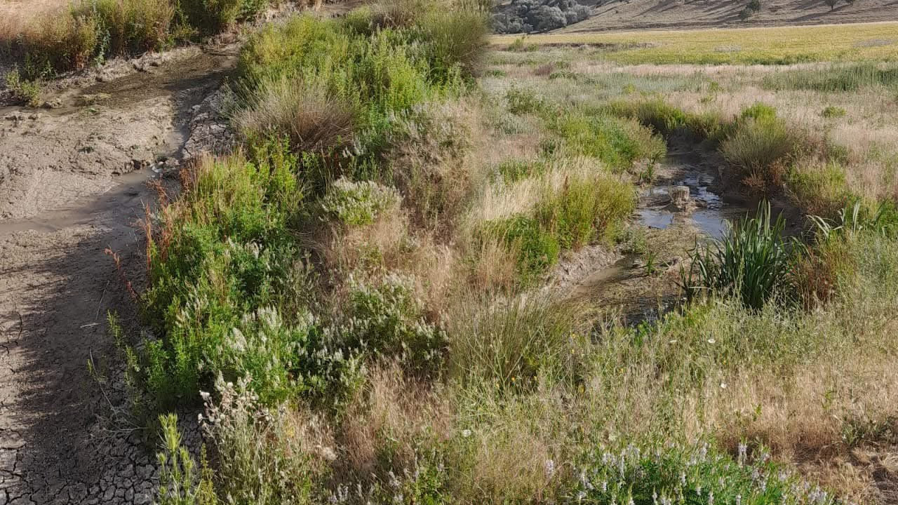 Şereflikoçhisar kuraklıkla karşı karşıya!