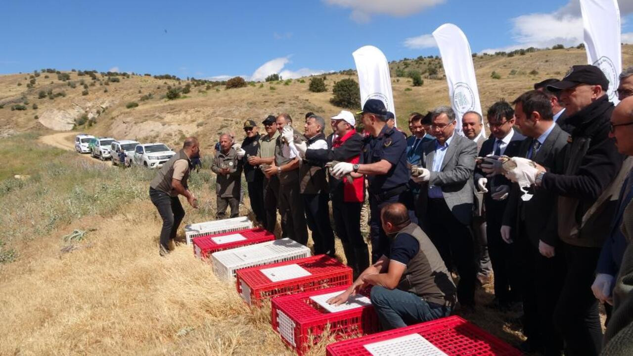 Kene savar keklikler Yozgat’ta sahaya indi