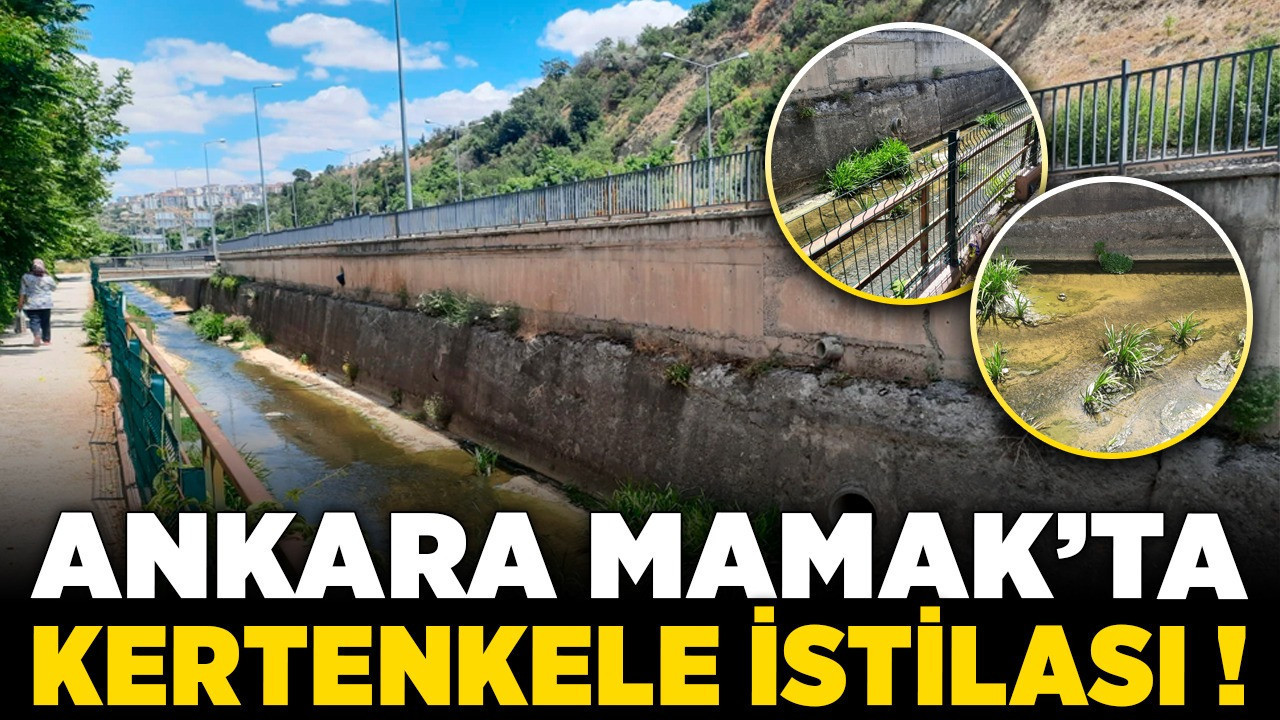 Ankara Mamak’ta kertenkele istilası! Yaya yolunda geziyorlar